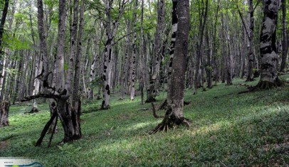 ტდყჯრსჰ